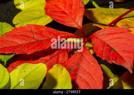 Bunte und helle Hintergrund gemacht von gefallenen Herbst Blätter. Stockfoto