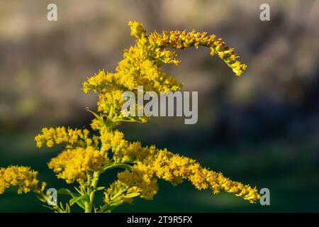 Solidago canadensis Canada goldenrod yellow flowers Closeup. Stockfoto