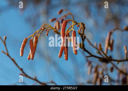 Gesprenkelte Erlen verbreiten ihren Samen durch kegelförmige Strukturen. Stockfoto