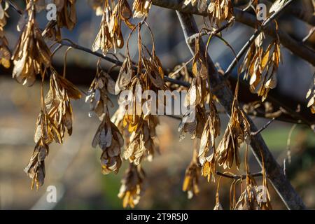 Gelbe Ahornsamen am blauen Himmel. Makro. Ahornzweige mit goldenen Samen an einem klaren, sonnigen Tag. Nahaufnahme. Frühjahrskonzept. Leuchtendes Beautifu Stockfoto