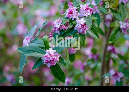 daphne bholua Peter Smithers, Daphne bholua Daman Ridge dunkle, violett-rosa Blüten im Winter, Stockfoto