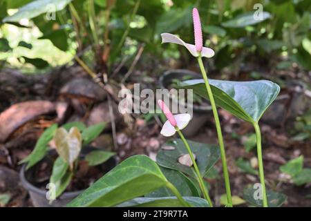 Seitenansicht einer blühenden weißen Anthuriumblüte, die durch die Anthuriumblätter im Hausgarten hochgehoben wird Stockfoto