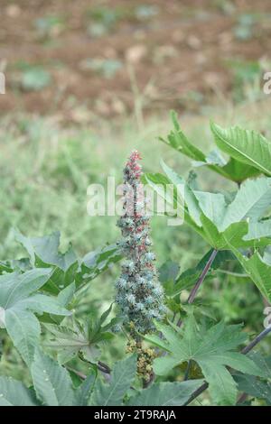 Rizinusbohne wächst, Rizinusbohne wird in die Produktion von Rizinusöl eingebracht. Ricinus communis, die Rizinusbohne oder Rizinusölpflanze, Bio-Rizinusbohne Stockfoto