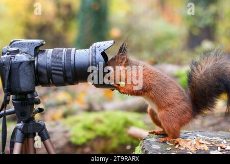 Ein entzückendes Eichhörnchen, das auf dem Boden neben einer professionellen Kamera steht und direkt in das Objektiv blickt Stockfoto