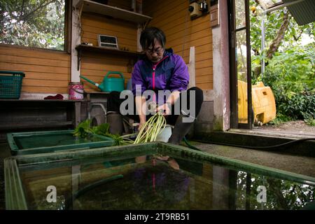 Shizuoka, Japan; 1. Oktober 2023: Ein Wasabi-Landwirt in seiner Plantage in der Präfektur Shizuoka, Japan. Stockfoto