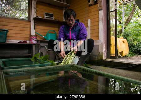 Shizuoka, Japan; 1. Oktober 2023: Ein Wasabi-Landwirt in seiner Plantage in der Präfektur Shizuoka, Japan. Stockfoto