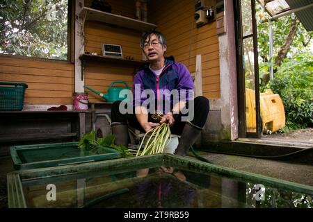 Shizuoka, Japan; 1. Oktober 2023: Ein Wasabi-Landwirt in seiner Plantage in der Präfektur Shizuoka, Japan. Stockfoto