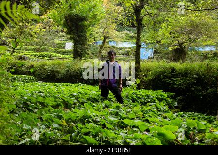 Shizuoka, Japan; 1. Oktober 2023: Ein Wasabi-Landwirt in seiner Plantage in der Präfektur Shizuoka, Japan. Stockfoto