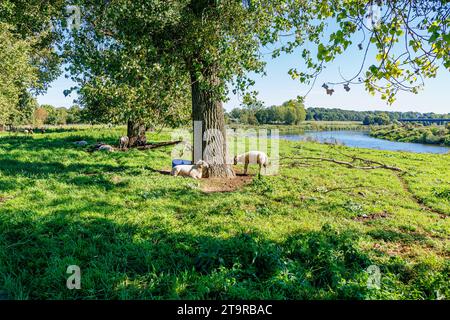 Herde weißer Schafe, die sich vor der Sonne unter Bäumen auf der Ebene neben dem Fluss Maas schützen, Naturschutzgebiet Maasvallei, grüne Laubbäume im unscharfen Hintergrund, Stockfoto