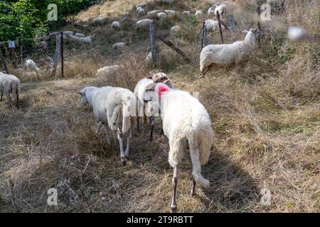 Rückansicht der Herde weißer Schafe, die auf wildem Gras stehen, andere, die im Hintergrund auf einem Hügel weiden, landwirtschaftlich genutzte Nutztiere, rosafarbene Stelle auf der Rückseite, s Stockfoto