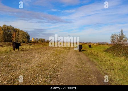 Drei Galloway-Kühe gehen und grasen auf unbefestigtem Weg zwischen Feld, Horizont vor blauem Himmel im Hintergrund, belgisches Naturschutzgebiet de Wissen Maasvalle Stockfoto