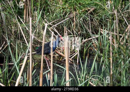 Pukeko, Neuseeland Sumpfhennen, Te Mome Stream, Petone, Hutt City, Wellington, Nordinsel, Neuseeland Stockfoto