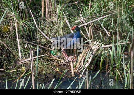 Pukeko, Neuseeland Sumpfhennen, Te Mome Stream, Petone, Hutt City, Wellington, Nordinsel, Neuseeland Stockfoto