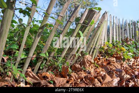 Trockene braune Blätter, die entlang eines Holzzauns in einem wilden Garten auf den Boden fallen Stockfoto