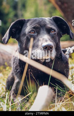 Ein schwarzer Hund mit einem Labrador-Retriever sitzt zwischen den umgestürzten Bäumen mit einem Lächeln im Gesicht. Lustiger Ausdruck des Hundes in der Ruhe. Stockfoto