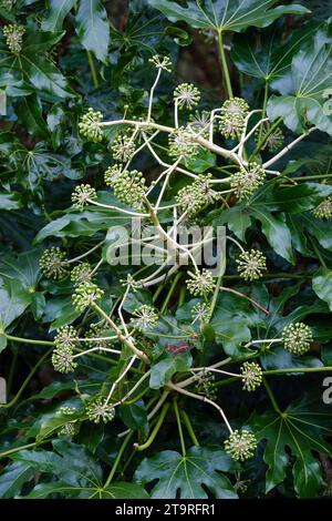 Fatsia japonica, Fatsi, Paperplant, falsche Rizinusölpflanze, japanische aralia, grüne Beeren im Spätwinter/frühen Frühling Stockfoto