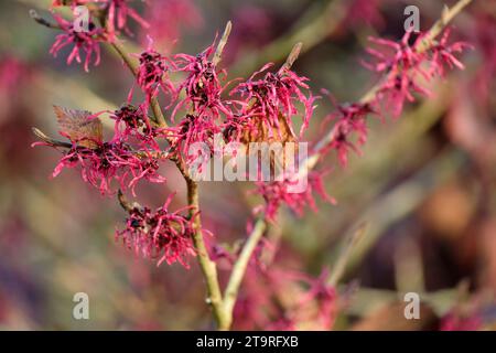 Hamamelis x intermedia Livia, Hexenhamelis Livia, Laubstrauch Stockfoto