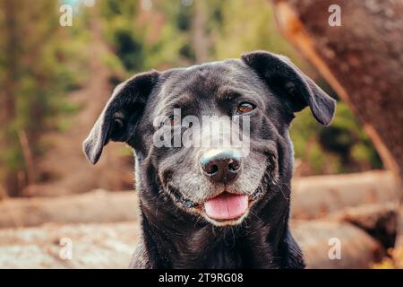 Ein schwarzer Hund mit einem Labrador-Retriever sitzt zwischen den umgestürzten Bäumen mit einem Lächeln im Gesicht. Lustiger Ausdruck des Hundes in der Ruhe. Stockfoto