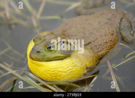 Ein männlicher Bullfrosch in einem Teich im CT. Stockfoto