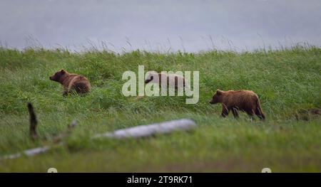 Alaska2010.-Braune Biere auf der Kenai-Halbinsel. Stockfoto