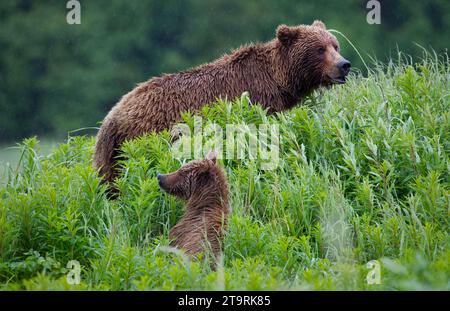 Alaska2010.-Braune Biere auf der Kenai-Halbinsel. Stockfoto