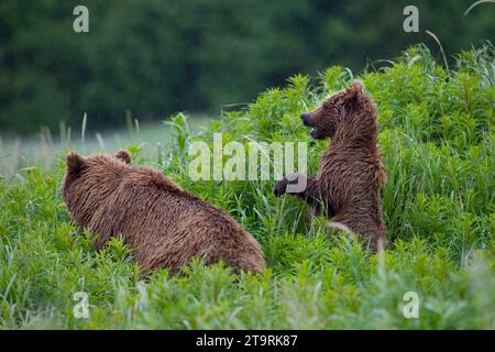 Alaska2010.-Braune Biere auf der Kenai-Halbinsel. Stockfoto