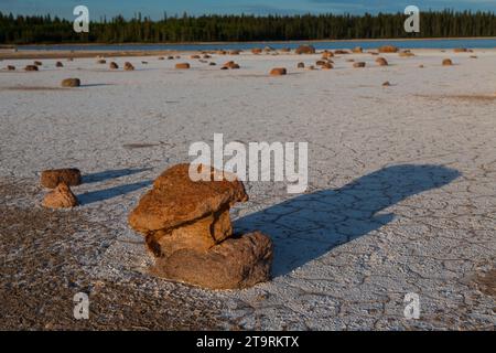 Bilder aus dem Wood Buffalo National Park, dem Nistplatz für den vom Aussterben bedrohten Keucherkrane. Stockfoto