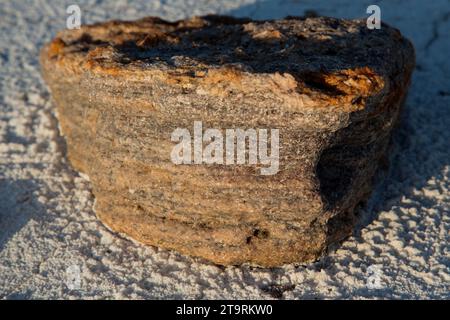 Bilder aus dem Wood Buffalo National Park, dem Nistplatz für den vom Aussterben bedrohten Keucherkrane. Stockfoto