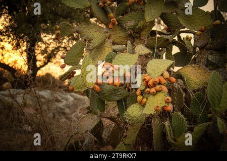 Bei Sonnenuntergang tauchen Kakteen in warme Farbtöne mit saftigen Früchten. Sommerglück. Stockfoto