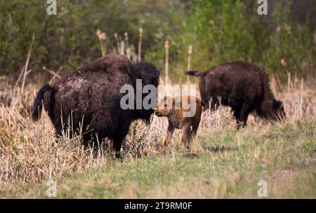 Bilder aus dem Wood Buffalo National Park, dem Nistplatz für den vom Aussterben bedrohten Keucherkrane. Stockfoto