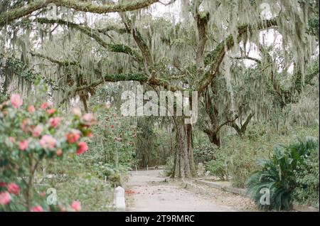 Lebende Eichen, bedeckt mit spanischem Moos in Savannah GA Stockfoto