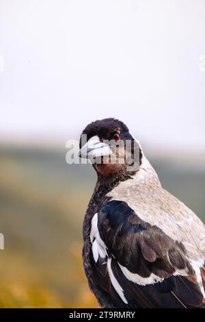 Die australische Elster ist ein schwarz-weißer Passerinvogel, der in Australien und dem südlichen Neuguinea beheimatet und in Neuseeland eingeführt wurde. Stockfoto