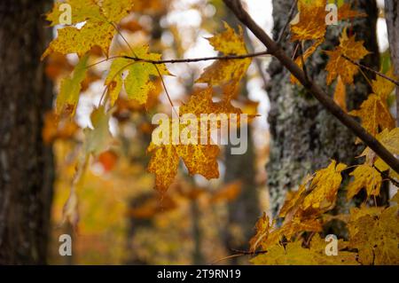 Ahornblätter im Wald an einem kalten, trostlosen Nachmittag Stockfoto