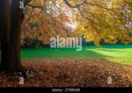 Border Collie liegt auf einem Teppich aus gefallenen Blättern unter einem Liquidambar-Baum in Stanley Park, Gosport, Hampshire, Großbritannien Stockfoto