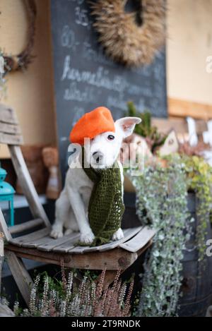 Patterdale Terrier Porträt. Halten Sie für einen Kaffee an Stockfoto