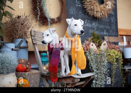 Patterdale Terrier Porträt. Halten Sie für einen Kaffee an Stockfoto