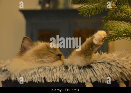 Schlafende Ragdoll-Katze unter dem Weihnachtsbaum. Eine Ragdoll-Katze in einem flauschigen Korb, die einen Zweig mit der Pfote berührt. Blauer Schrank im Hintergrund. Stockfoto