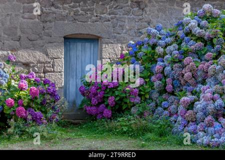 Blaue Tür in einem typischen Granithaus, Hortensie Büsche, Port Blanc, Bretagne, Frankreich Stockfoto