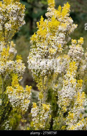 Erica arborea alpina aureifolia Albert's Gold, aureifolia Albert's Gold, weiße Blüten im Frühjahr, goldenes Laub Stockfoto