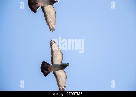 Öffnen Sie zwei Tauben in der Luft mit Flügeln Stockfoto