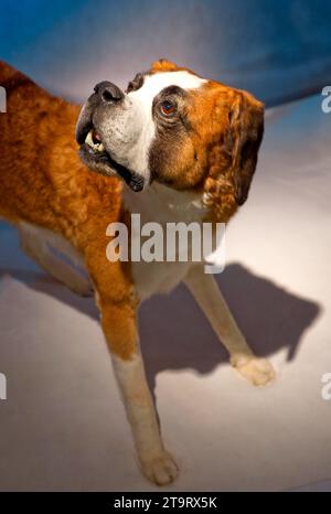 Gefüllter Bernhardiner, Haushund (Canis Lupus familiaris), Rettungshund, Alpen, Rettung, Hilfe, Wallis, Schweiz Stockfoto