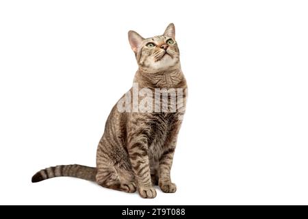 Eine Tabbykatze sitzt auf weißem Hintergrund und schaut nach oben. Isoliert Stockfoto