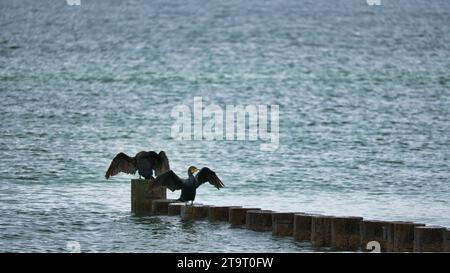 Kormoran auf einem Groyne an der Ostsee. Die Vögel trocknen ihre Federn in der Sonne. Wellen im Meer unter blauem Himmel. Tierfoto von der Küste Stockfoto