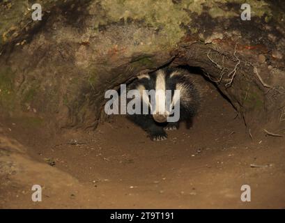 Badger, wissenschaftlicher Name: Meles meles. Junges Dachsjunges, das im Frühling aus dem Dachsbau mit D-förmigem Einstiegsloch auftaucht. Nach vorne gerichtet. Horiz Stockfoto