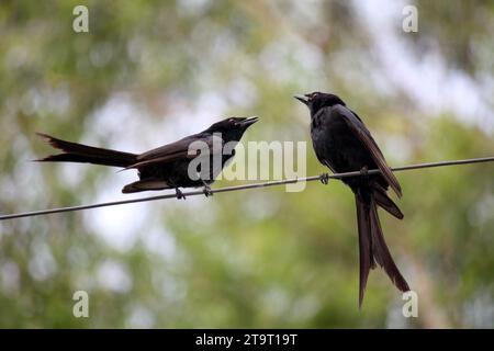 Schwarzes Drongo-Paar (Dicrurus macrocercus) auf einem Telefonkabel : (Bild Sanjiv Shukla) Stockfoto