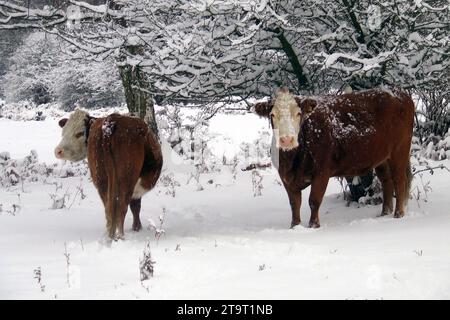 New Forest Hampshire, Hants uk, i2010 nach einem Schneefall. Landschaften, Ponys, Rinder, Schweine, Schafe, Hirsch, South West Trains, Wilts und Dorset Busse Stockfoto