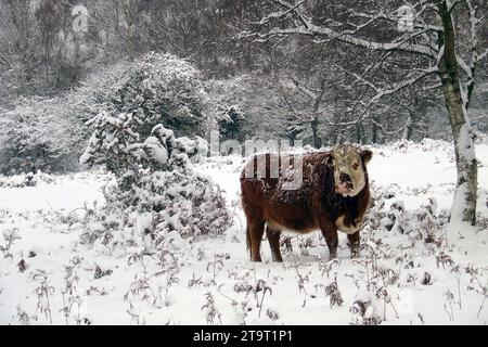 New Forest Hampshire, Hants uk, i2010 nach einem Schneefall. Landschaften, Ponys, Rinder, Schweine, Schafe, Hirsch, South West Trains, Wilts und Dorset Busse Stockfoto