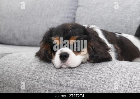 Porträt des gutaussehenden Cavalier Spaniel. Der süße Welpe liegt auf der Couch. Der neugierige Hundelavalier Charles King Spaniel liegt auf der Couch und schaut auf die Couch Stockfoto