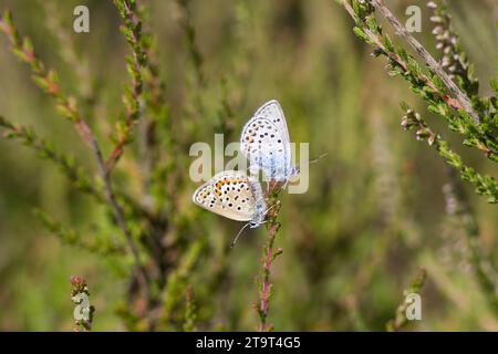 Paarungspaar von silbernen blauen Schmetterlingen, Prees Heath, Shropshire, Großbritannien Stockfoto