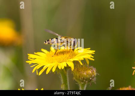 Hoverfly (syrphus ribesii) über gemeinsame Berufskraut, Großbritannien. September Stockfoto